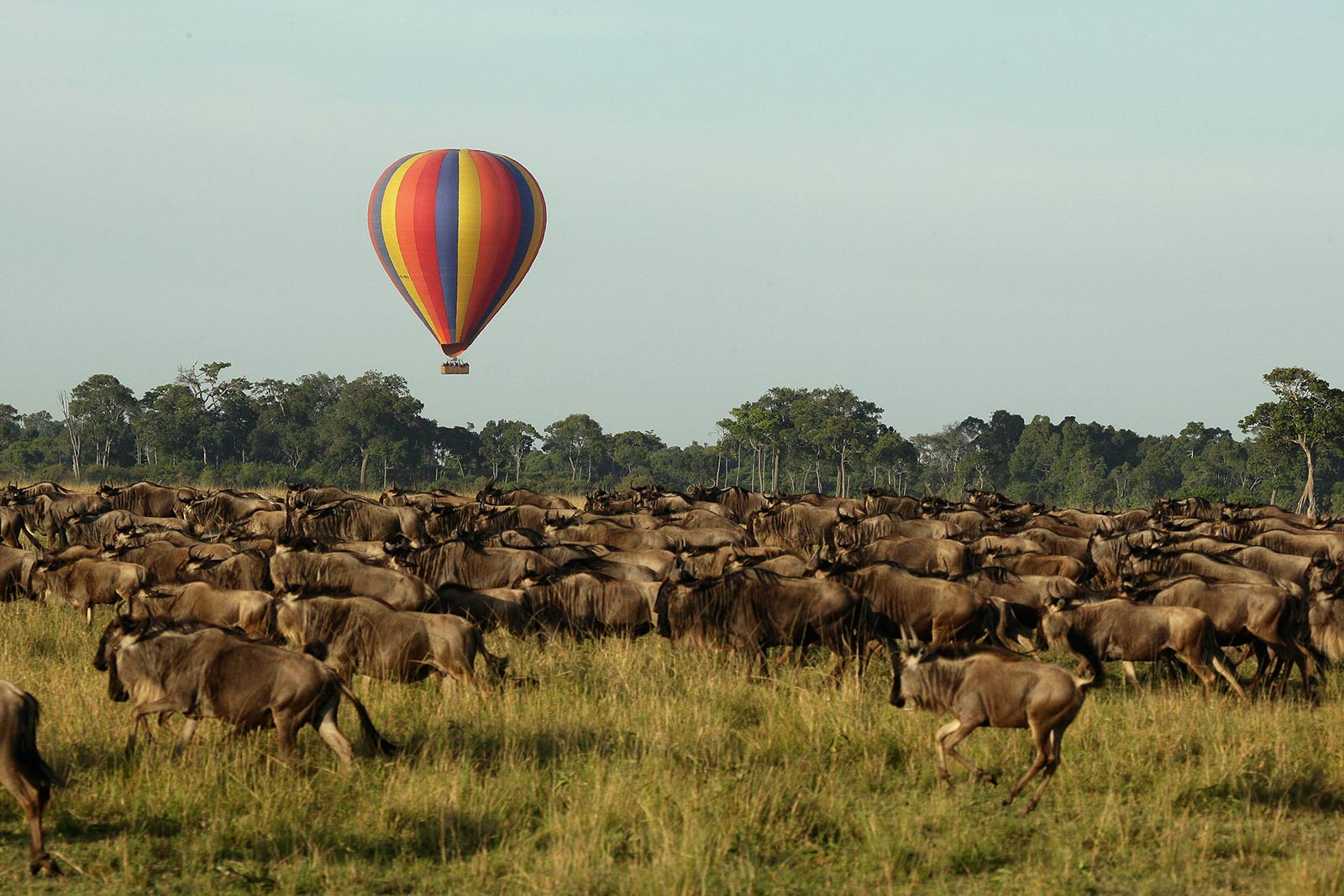 Great Migration in Maasai Mara